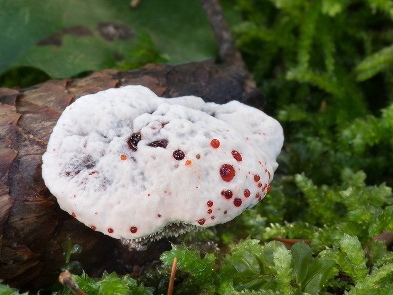 Hydnellum peckii